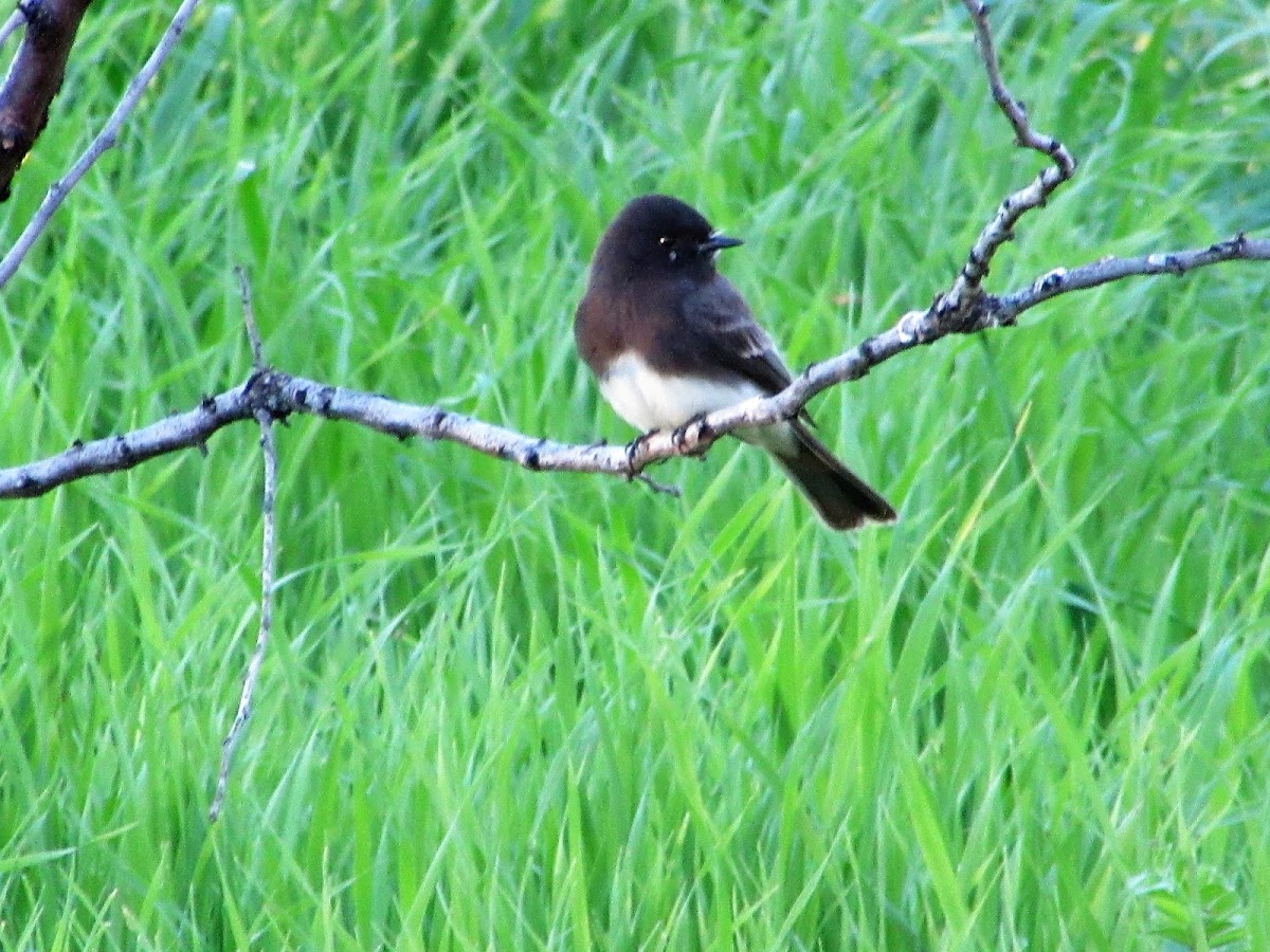 Black Phoebe