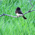 Black Phoebe