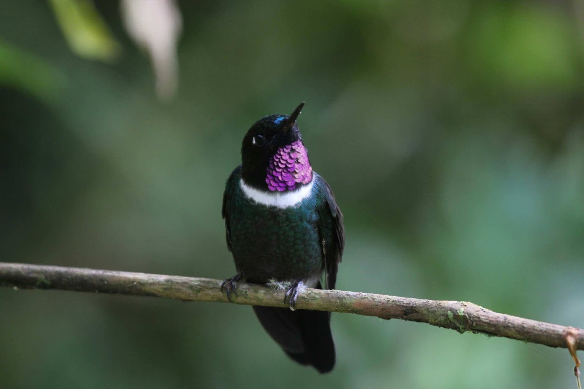 Gorgetted Sunangel Hummingbird