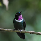 Gorgetted Sunangel Hummingbird