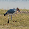 Marabou stork