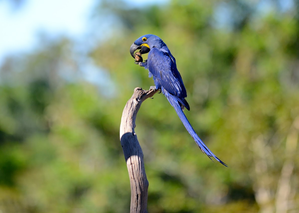 Hyacinth Macaw