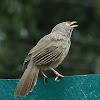 Jungle babbler