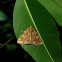 Erebid Moth