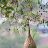 Baya Weaver nest