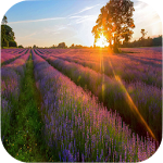 Cover Image of Download Beautiful Nature Wallpapers 1.6 APK