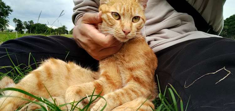 RX-8のドライブ・千葉フォルニア・10月も宜しくお願いします・大黒paに関するカスタム事例の投稿画像3枚目