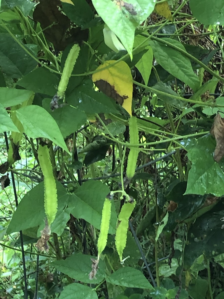 Winged Bean