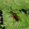 Longhorn Beetle