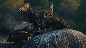 The Vulture Market thumbnail