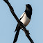 Magpie; Urraca