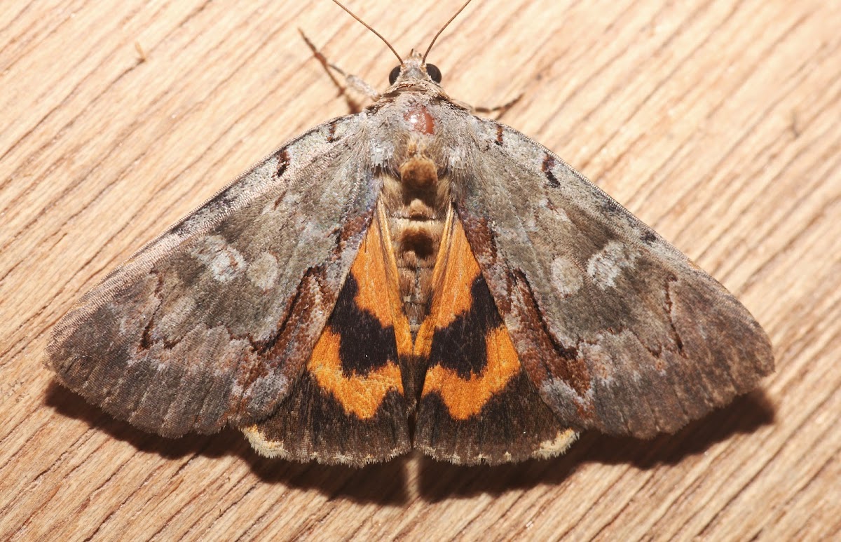 Woody Underwing - 8864