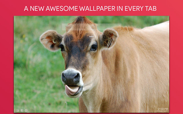 Cow Wallpaper HD Custom New Tab