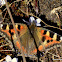 Indian Tortoiseshell