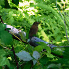 House Wren