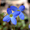 Bluets