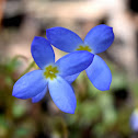 Bluets