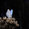 Spring Azure