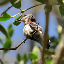 Violet-capped woodnymph