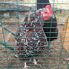 Speckled Sussex Hen