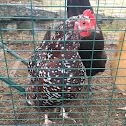 Speckled Sussex Hen