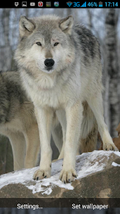 Lastest Wolf Live Wallpaper APK