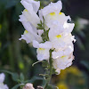 Snapdragon