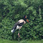 Saddle-billed Stork