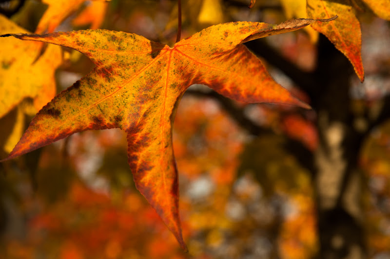 Autumn colors di Gian Piero Bacchetta