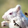 Eastern Gray Squirrel