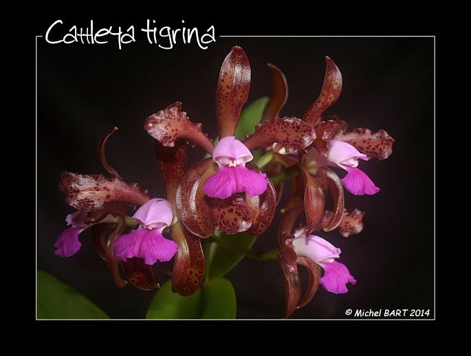 Cattleya tigrina (leopoldii) n°1 ILgZ7YBNGv2zU97aS-cMWiO8Ex82e3IyT8zlqRwKjDE=w685-h518