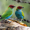 Tángara cabecirufa - Bay-headed Tanager