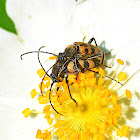 Flower Longhorn Beetle