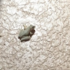 Cuban Tree Frog