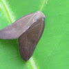 Ricaniid Planthopper