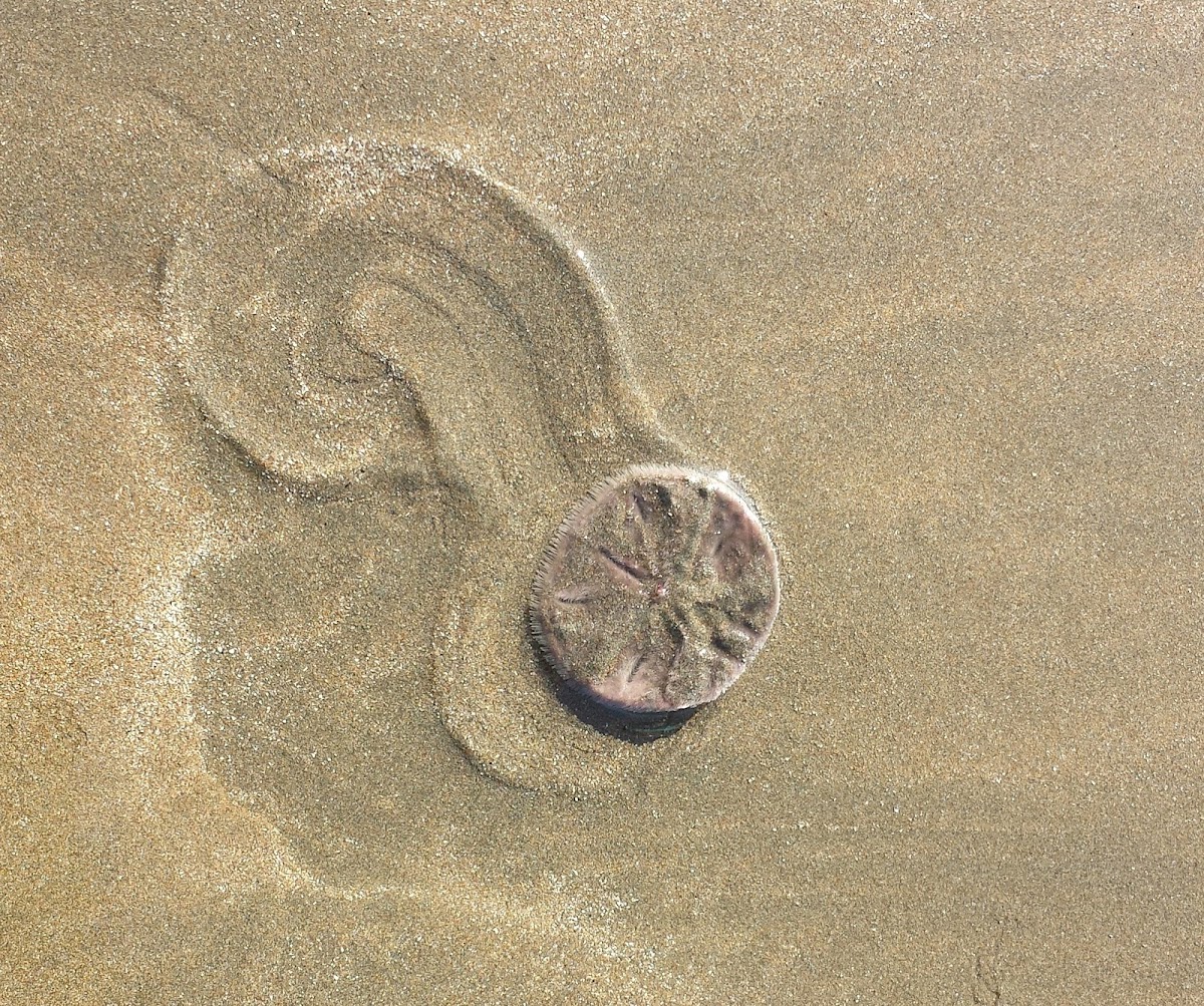 Sand Dollar