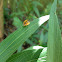 Multicolored Asian Lady Beetle