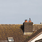 Herring Gull