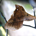 Slug Moth