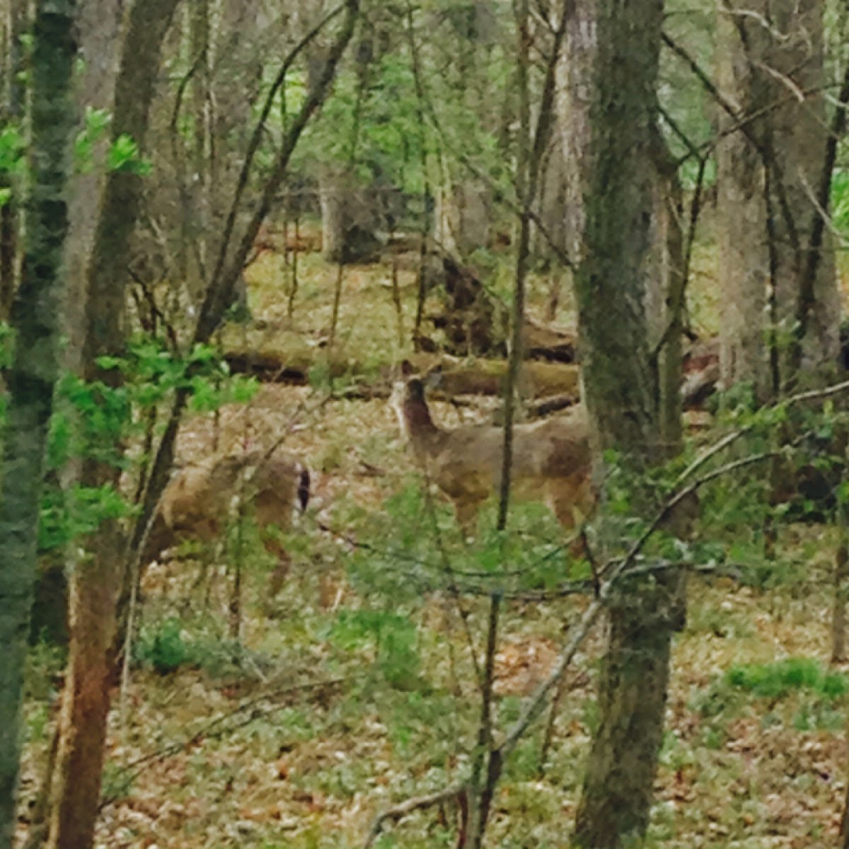 White Tailed Deer