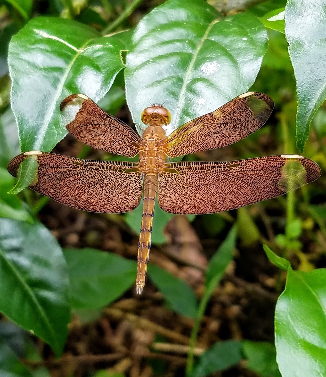 Fulvous forest skimmer