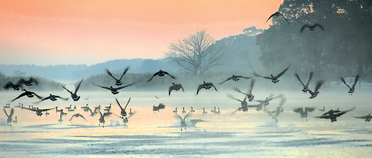 Watch the geese rise from Chesapeake Bay early in the morning on an American Cruise Lines trip.