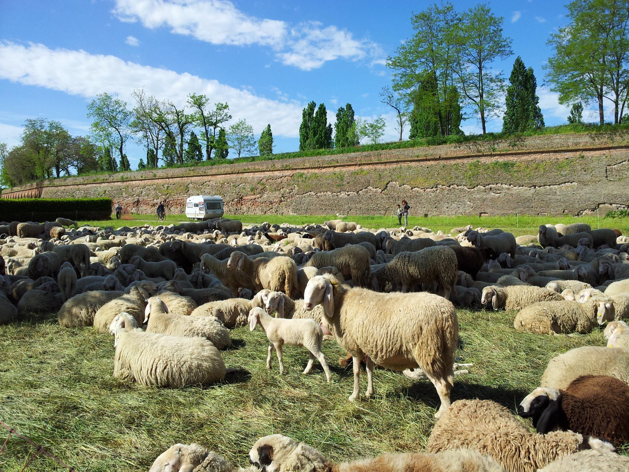 Pecore in città di joysphoto