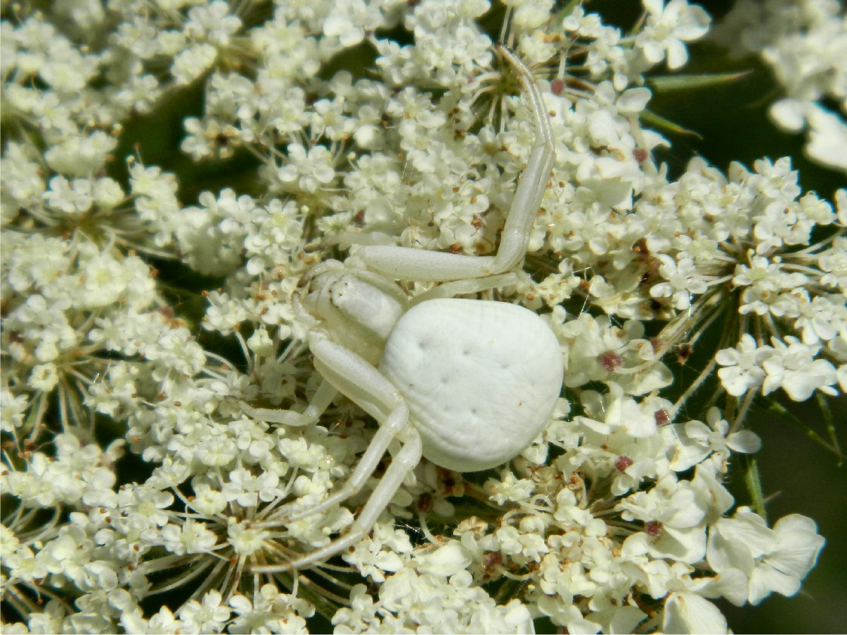 Flower crab spider