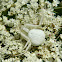 Flower crab spider