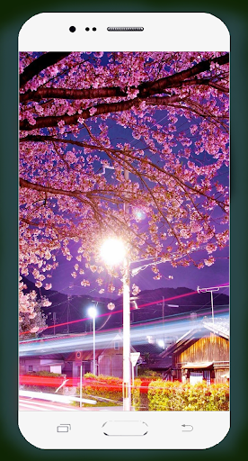 Cherry Blossom Wallpaper