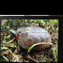 Wood Turtle