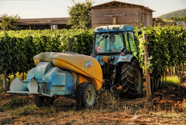 La cura delle vigne.. di dady2