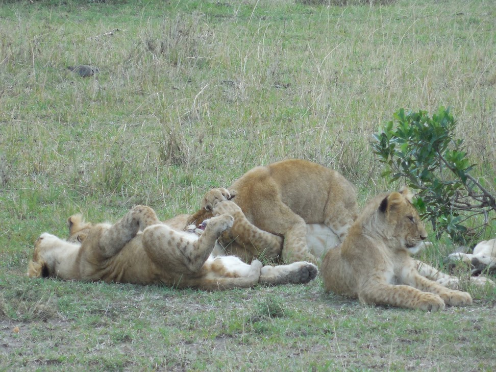Кения и Занзибар июль-август 2014
