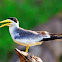 Trinta-réis-grande (Large-billed-tern)